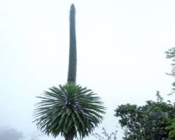 The park is also known for a wide range of plant species like giant lobelia (Lobelia rhynchopetalum), montane savannah and more. It is an important si